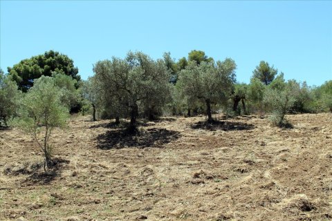 9000m² Land en Chalkidiki, Greece No. 60203 3