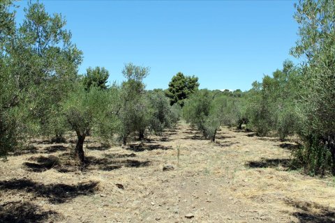 9000m² Land in Chalkidiki, Greece No. 60203 8