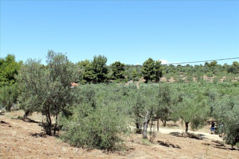 9000m² Land en Chalkidiki, Greece No. 60203 12