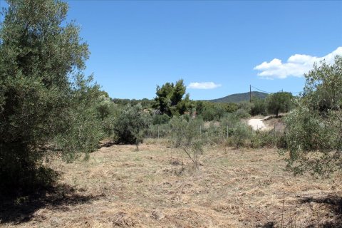 9000m² Land en Chalkidiki, Greece No. 60203 7