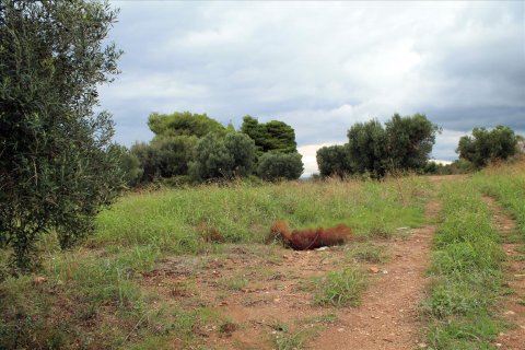 16500m² Land à Chalkidiki, Greece No. 60080 6