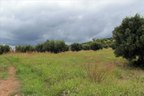 16500m² Land à Chalkidiki, Greece No. 60080 5