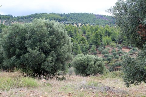 16500m² Land in Chalkidiki, Greece No. 60080 9