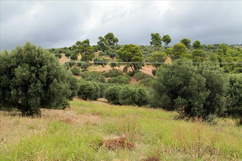 16500m² Land in Chalkidiki, Greece No. 60080 3