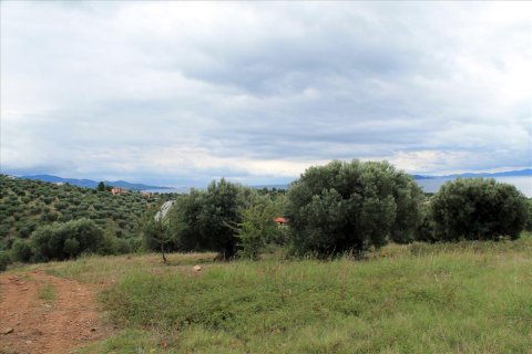 16500m² Land in Chalkidiki, Greece No. 60080 2