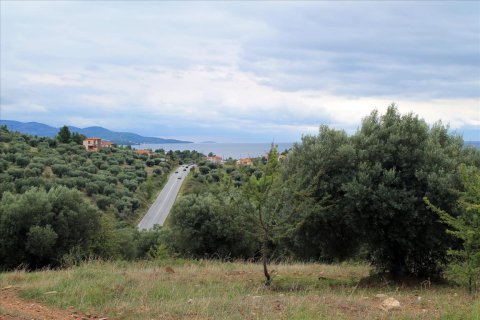 16500m² Land en Chalkidiki, Greece No. 60080 8