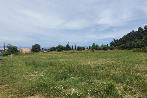 3928m² Land en Chalkidiki, Greece No. 56560 3