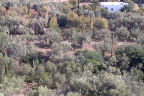 1307m² Land à Argolis, Greece No. 56689 5