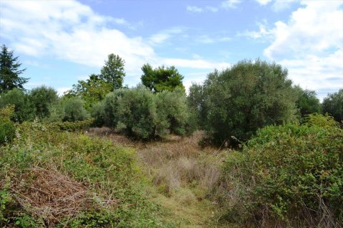 8100m² Land in Chalkidiki, Greece No. 59405 1