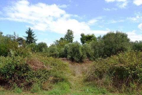 8100m² Land in Chalkidiki, Greece No. 59405 4