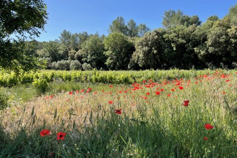 310m² House en Cotignac, France No. 68920 1