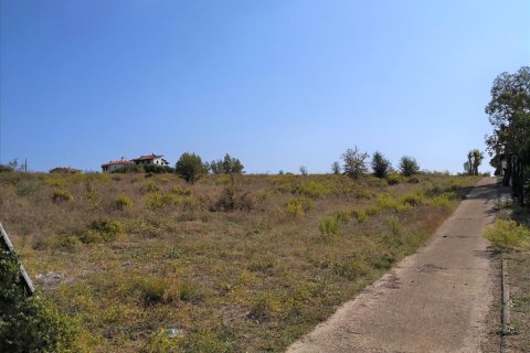 30600m² Land en Polygyros, Greece No. 57849 7