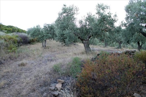 6450m² Land à Chalkidiki, Greece No. 60200 10