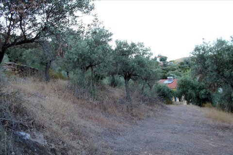 6450m² Land à Chalkidiki, Greece No. 60200 9