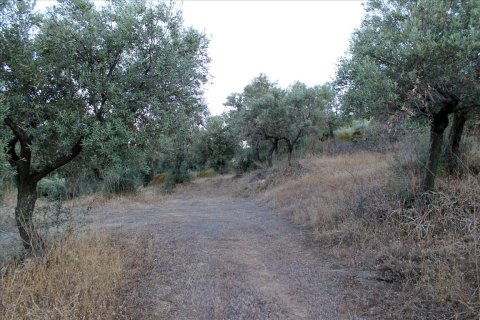 6450m² Land à Chalkidiki, Greece No. 60200 6