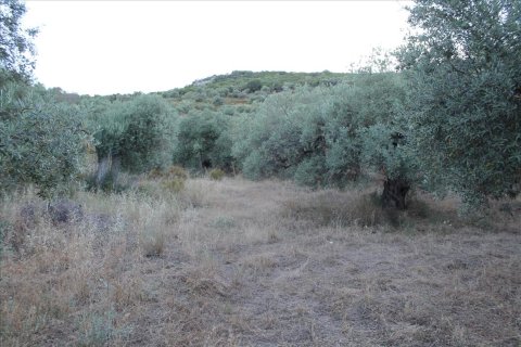 6450m² Land in Chalkidiki, Greece No. 60200 4