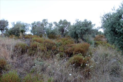 6450m² Land in Chalkidiki, Greece No. 60200 5