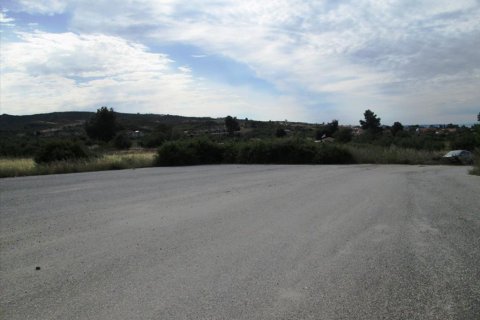 10000m² Land in Chalkidiki, Greece No. 60355 1