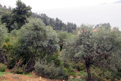 9200m² Land à Thasos, Greece No. 60455 3