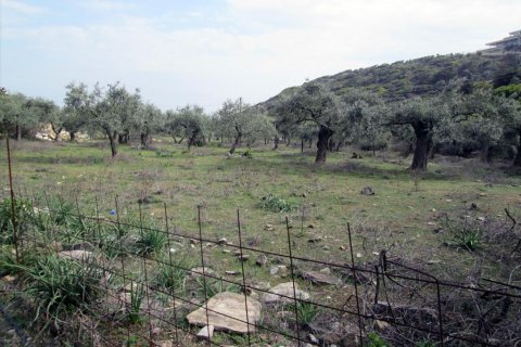 11250m² Land in Thasos, Greece No. 60454 4