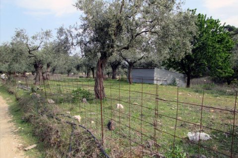 11250m² Land in Thasos, Greece No. 60454 2