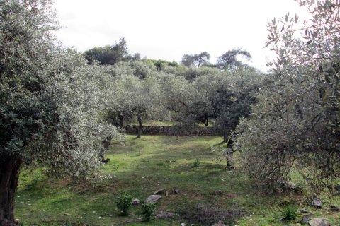 11250m² Land à Thasos, Greece No. 60454 1