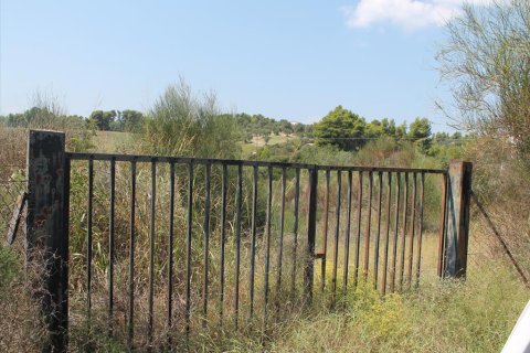 4025m² Land à Chalkidiki, Greece No. 60095 4