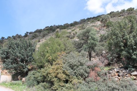 17000m² Land in Agios Nikolaos, Greece No. 57516 5