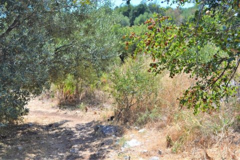 7700m² Land in Corfu, Greece No. 56489 5