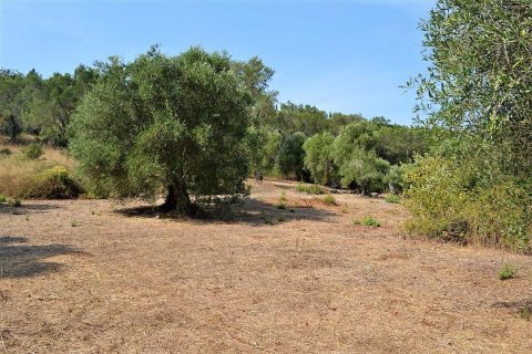 30000m² Land in Corfu, Greece No. 56993 11