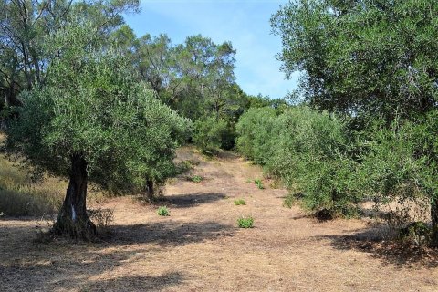 30000m² Land in Corfu, Greece No. 56993 13