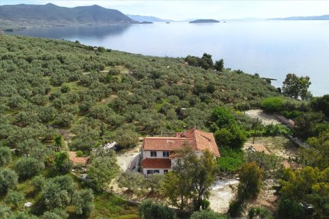 20000m² Land in Pelasgia, Greece No. 56455 2