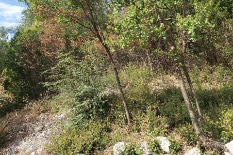 18000m² Land en Corfu, Greece No. 55910 29