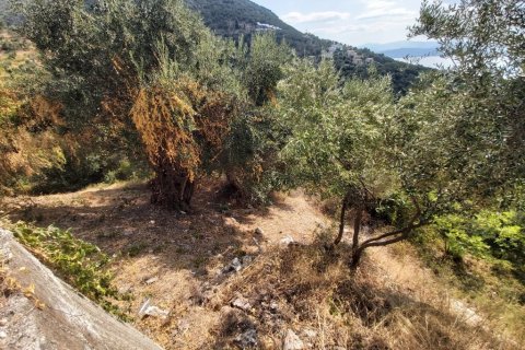 18000m² Land en Corfu, Greece No. 55910 22