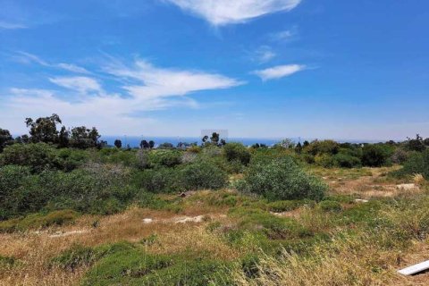 7900m² Land à Ayia Napa, Cyprus No. 44075 5