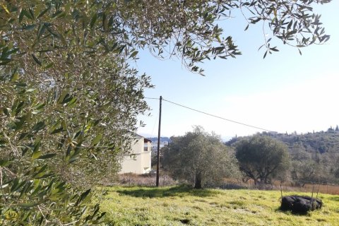 9000m² Land in Corfu, Greece No. 55679 11