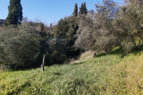 9000m² Land in Corfu, Greece No. 55679 5