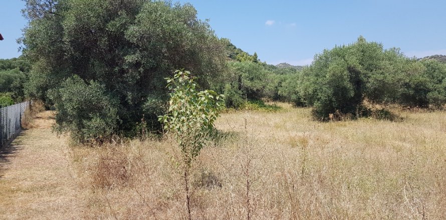 20000m² Land in Chalkidiki, Greece No. 56507