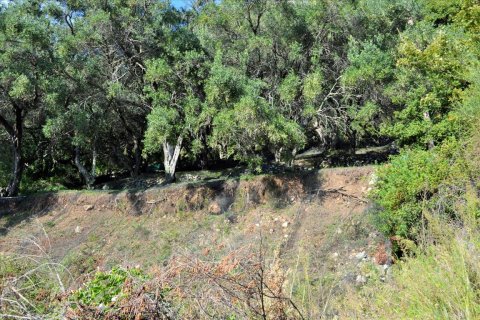 14530m² Land in Corfu, Greece No. 56499 12