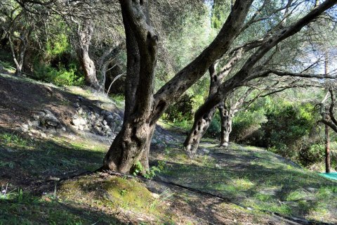 14530m² Land in Corfu, Greece No. 56499 16