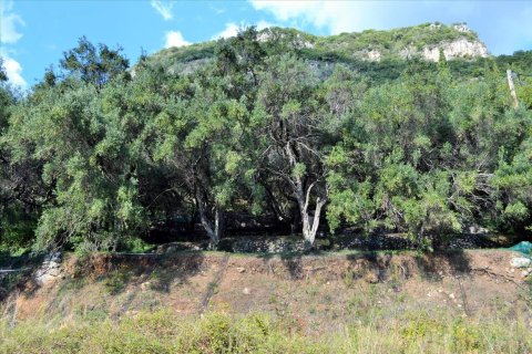 14530m² Land en Corfu, Greece No. 56499 14