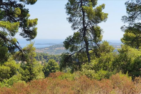 16000m² Land en Chalkidiki, Greece No. 56512 2