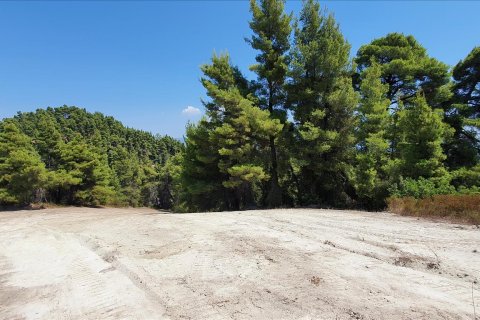 16000m² Land in Chalkidiki, Greece No. 56512 3