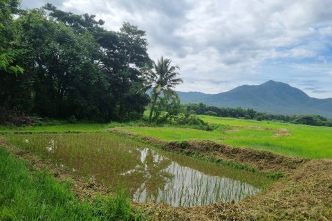 20 bedrooms Land in Chiang Mai, Thailand No. 1503 3