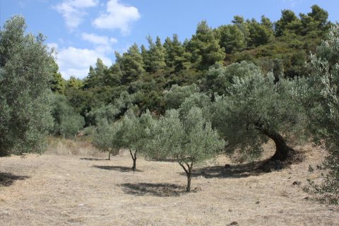 2654m² Land en Chalkidiki, Greece No. 60618 3