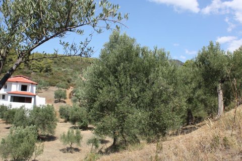 2654m² Land en Chalkidiki, Greece No. 60618 4