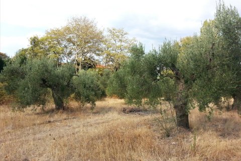 3780m² Land in Chalkidiki, Greece No. 60624 2