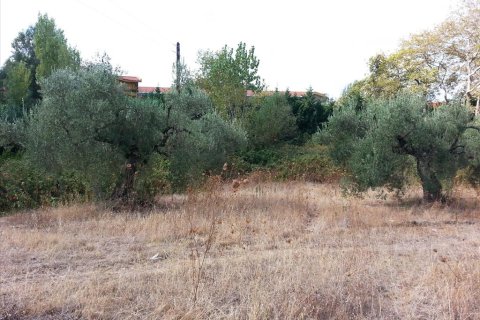 3780m² Land en Chalkidiki, Greece No. 60624 4