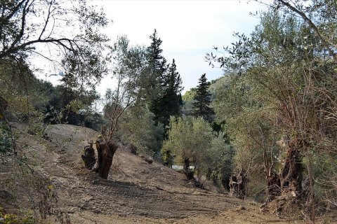 5200m² Land in Corfu, Greece No. 57685 18