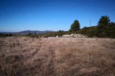 12000m² Land in Polygyros, Greece No. 57667 2